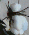 Plants: image 1 0f 4 thumb